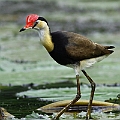 Comb-crested Jacana<br />Canon EOS 7D + EF400 F5.6L Comb-crested Jacana<br />Canon EOS 7D + EF400 F5.6L